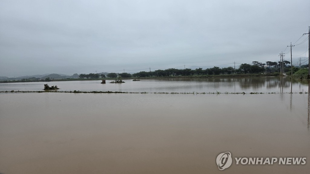 "여기가 원래는 논이었어" (서산=연합뉴스) 정윤덕 기자 = 17일 오전 충남 서산에 400㎜ 넘는 물 폭탄이 쏟아진 가운데 도당천이 범람하면서 음암면 유계리의 논들이 완전히 물에 잠겨 있다. 2025.7.17 cobra@yna.co.kr