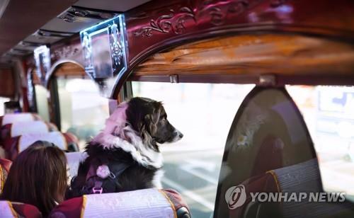 여행 떠난 반려견 [사진/성연재 기자]