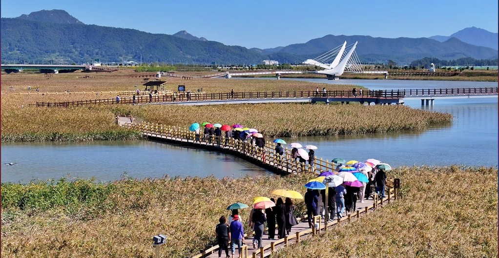 강진만 춤추는 갈대축제 [전남 강진군 제공. 재판매 및 DB 금지]