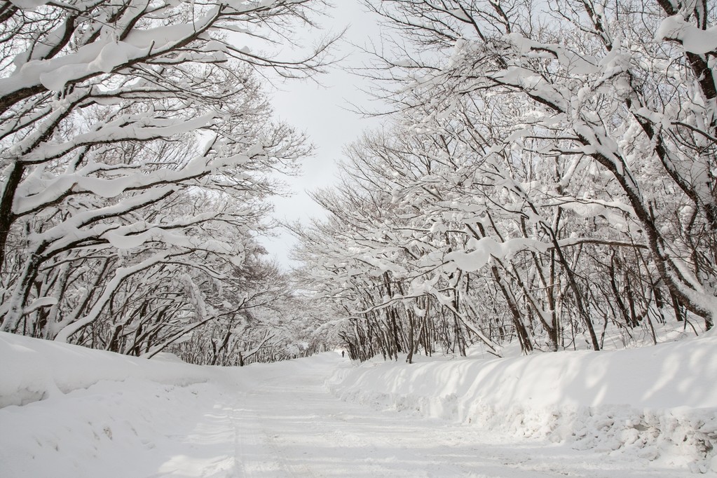 눈 덮인 한라산 어리목 진입로 [제주관광공사 제공. 재판매 및 DB 금지]