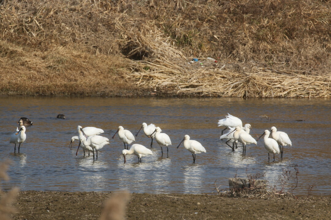 논산 연산천서 천연기념물 노랑부리저어...