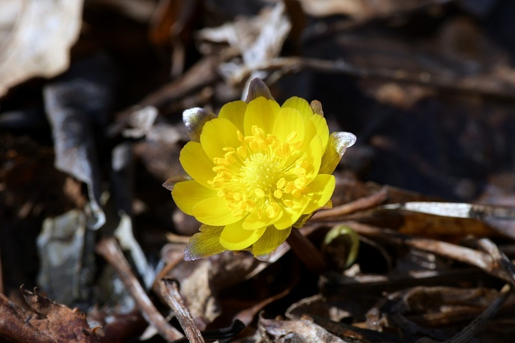 지난 8일 개화한 DMZ 자생식물원 복수초 [국립수목원 제공. 재판매 및 DB 금지]