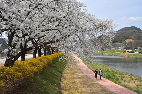 경천변 벚꽃 만발 [순창군 제공. 재판매 및 DB 금지]