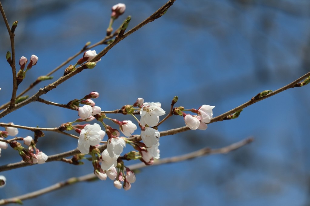 물향기수목원 왕벚나무 벚꽃 [경기도 제공. 재판매 및 DB 금지]