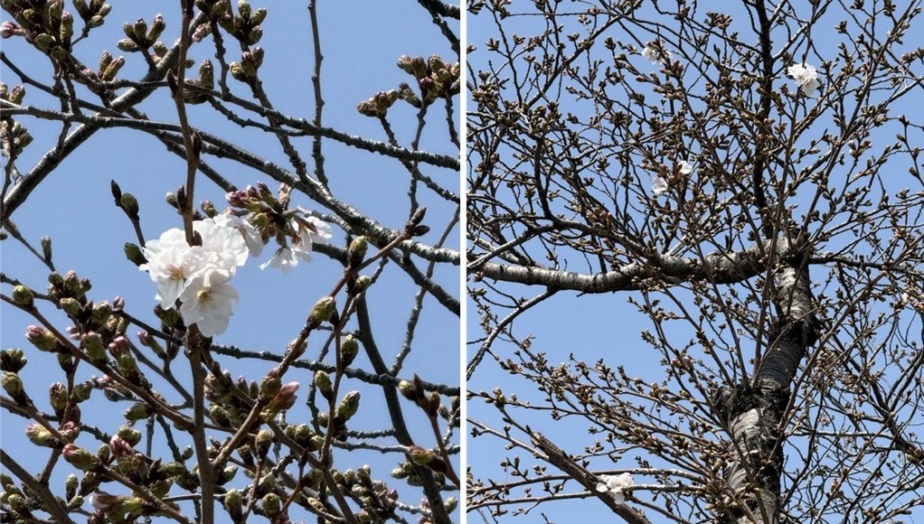 제주지방기상청 내 계절관측용 벚나무 개화 [제주지방기상청 제공. 재판매 및 DB 금지]