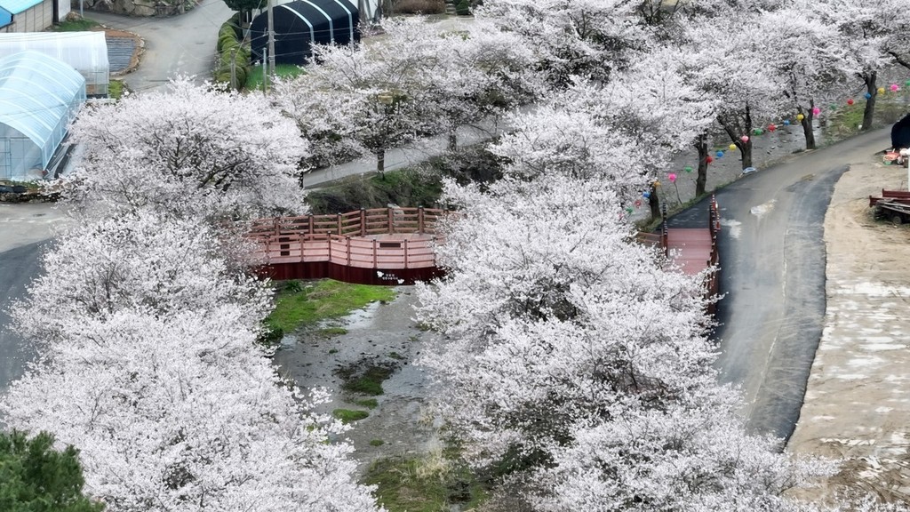 남종면 벚꽃길 [경기 광주시 제공. 재판매 및 DB 금지]