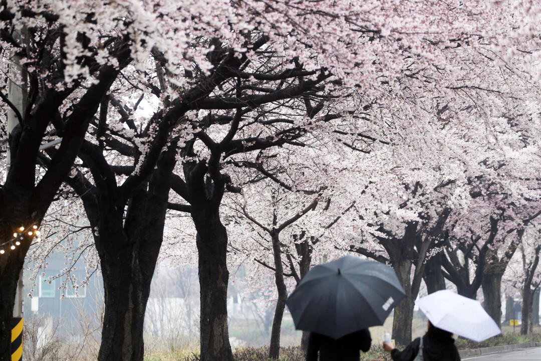 오늘밤부터 월요일 오전까지 전국에 봄...