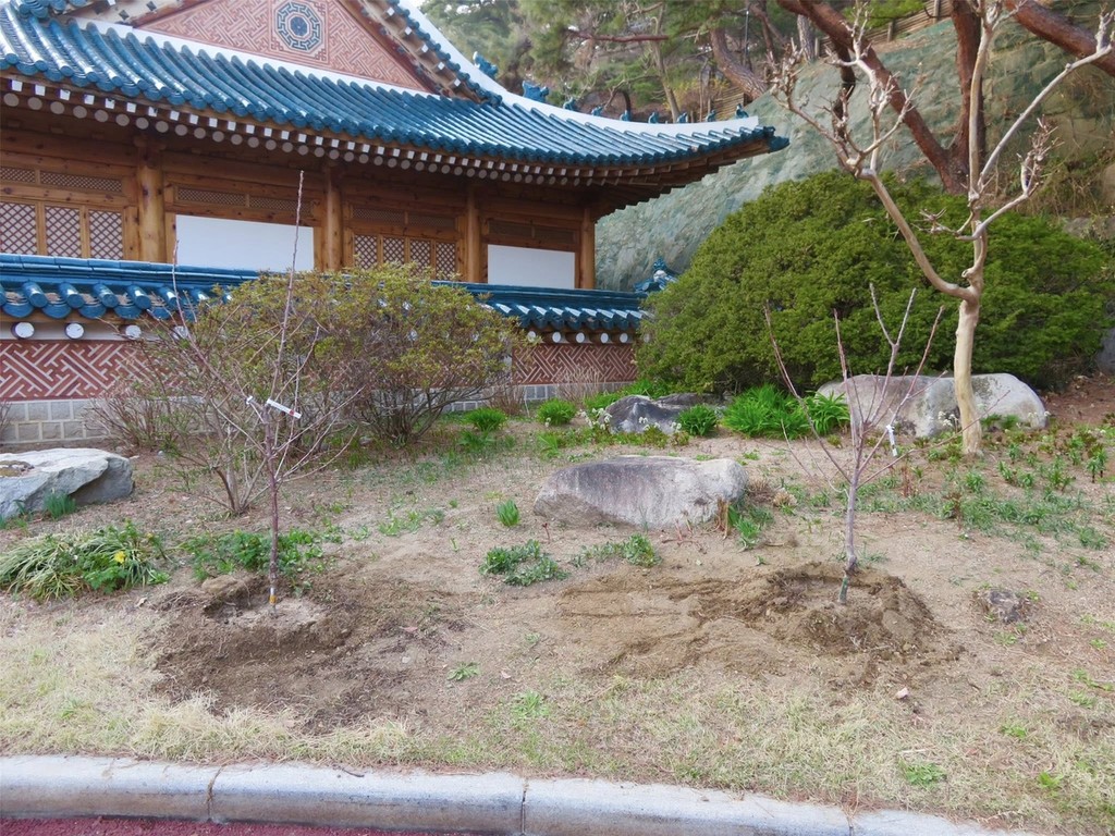 이재명 대통령이 심은 나무 묘목 [이재명 대통령 페이스북 캡처. 재판매 및 DB 금지]