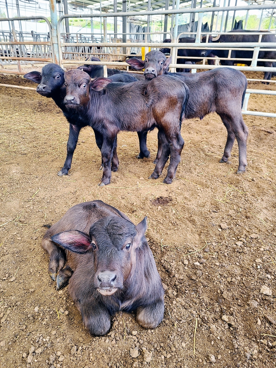 이탈리안 물소 [경기도 제공. 재판매 및 DB 금지]
