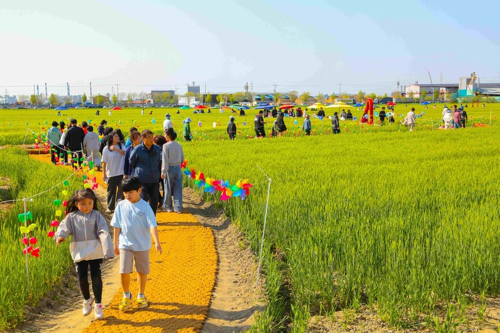 군산꽁당보리축제 [군산시 제공. 재판매 및 DB 금지]