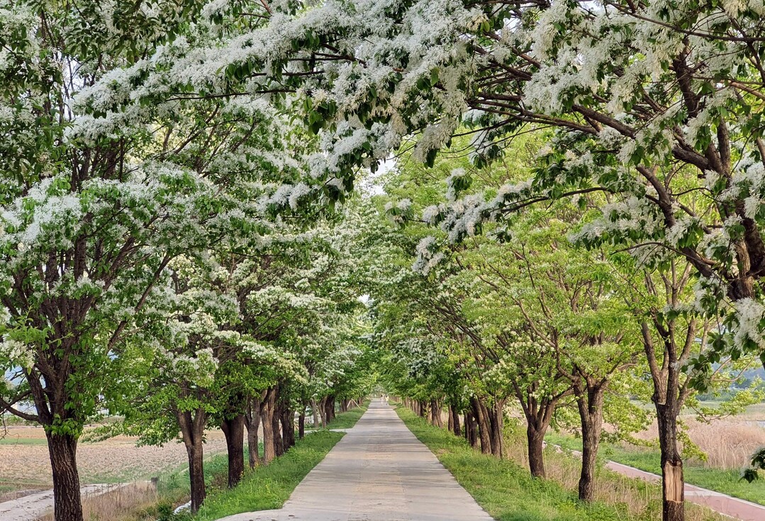 산림청, 가족과 함께 추억 만드는 이팝나무 가로수길 추천