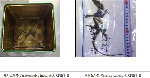 인천공항에서 압수된 야생생물들 [동부지검 제공. 재판매 및 DB 금지]