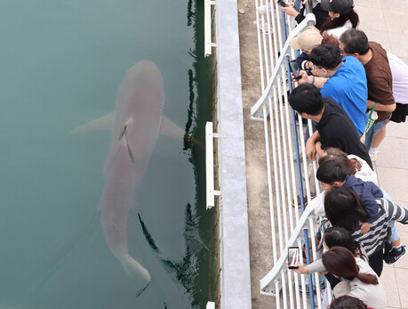 부산 명물 상어 '부캉이', 명예홍보대사 됐다…개인이 상표권 선점