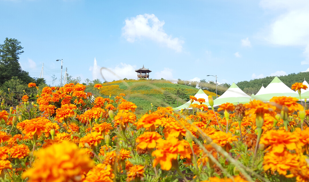 먹거리·역사·K뷰티 다 모였다...충북 10월 축제 미리보기