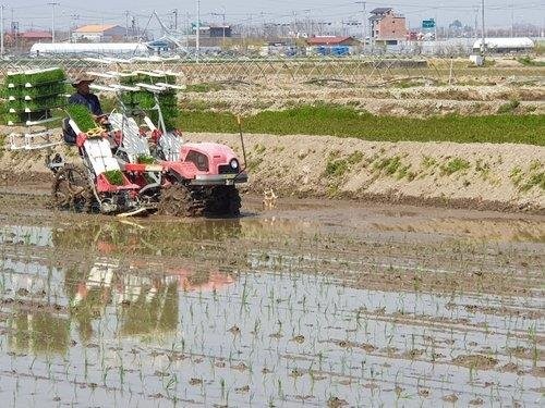 모내기 [연합뉴스 자료사진]
